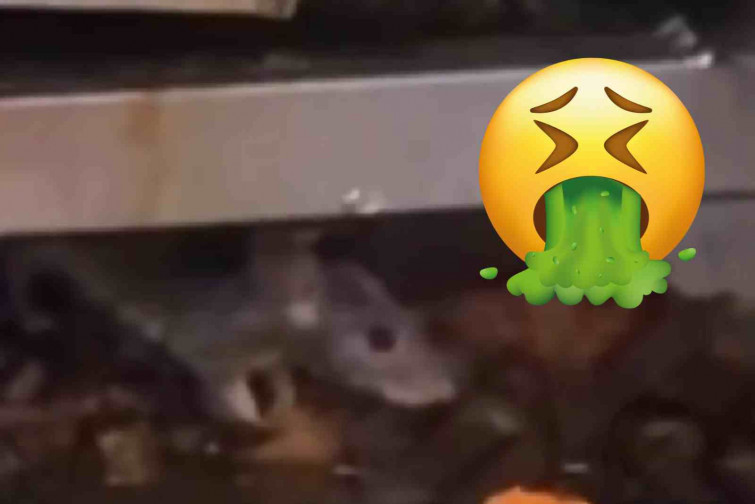 VÍDEO | Un kebab de Lleida acaba precintat després de viralitzar unes imatges d'un ratolí en el rostidor
