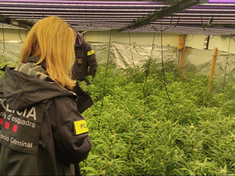 Un desnonament rutinari revela una plantació de marihuana oculta