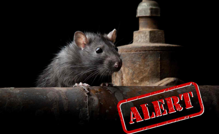 Una rata gegant devora a un bebè de 6 mesos mentre estava al seu bressol