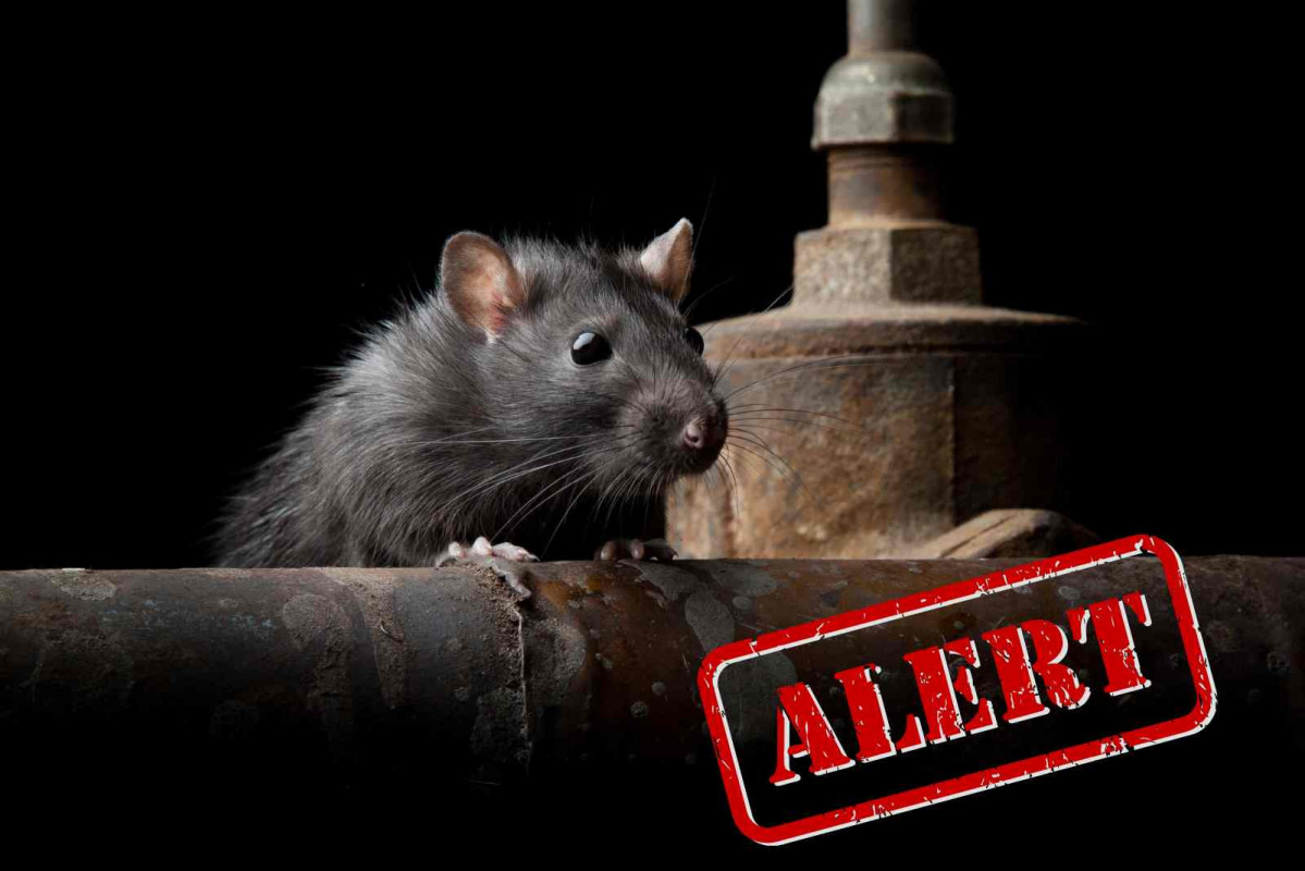 Rata, alerta   CANVA