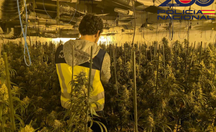 Cop contra la marihuana: desmantellada una gran plantació a Riudellots de la Selva