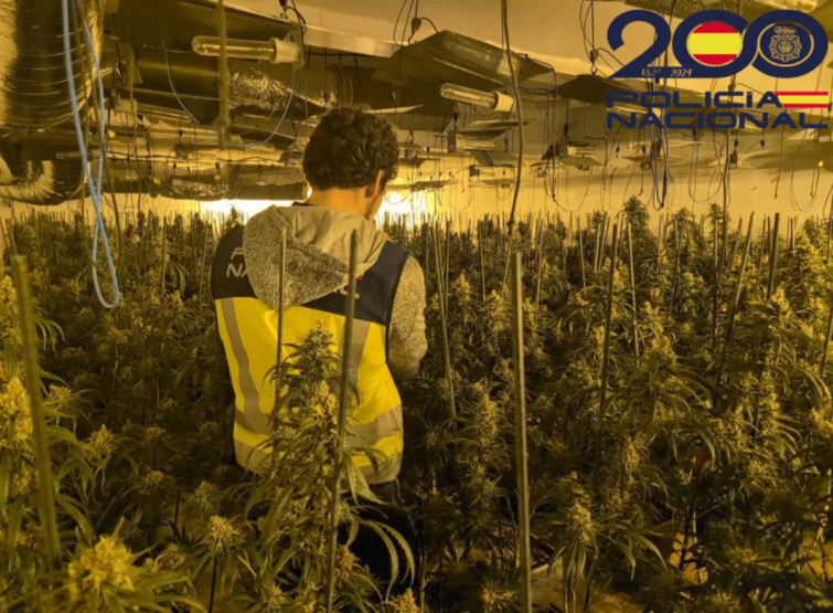 Cop contra la marihuana: desmantellada una gran plantació a Riudellots de la Selva