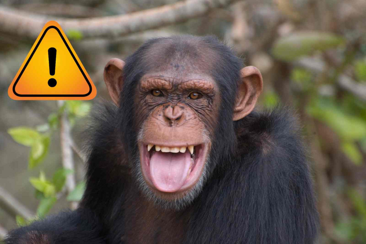 Peligro, chimpancé