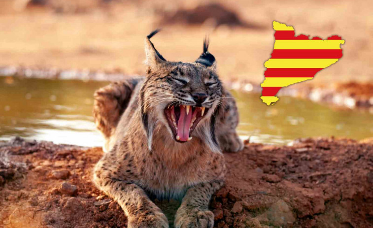 Sorpresa a Catalunya! Apareix un linx ibèric que va ser alliberat a Andalusia