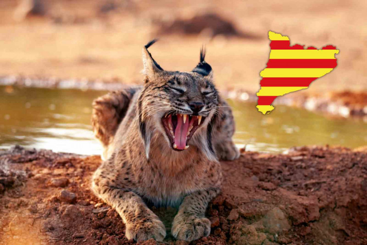 Sorpresa a Catalunya! Apareix un linx ibèric que va ser alliberat a Andalusia