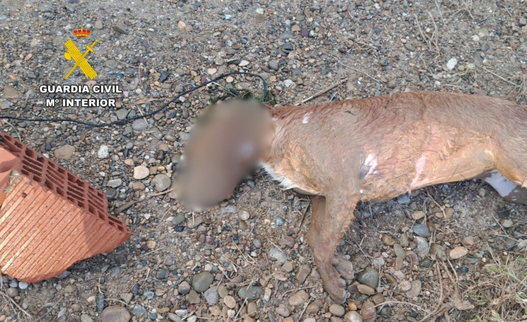 Investiguen a una dona per matar al seu gos enfonsant-lo en un canal