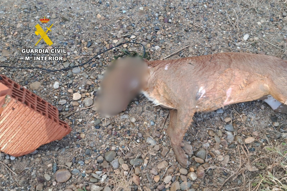 EuropaPress 6744003 perro muerto hallado gallur zaragoza
