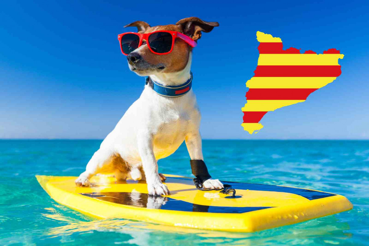 Un perro en la playa haciendo surf   Catalunya