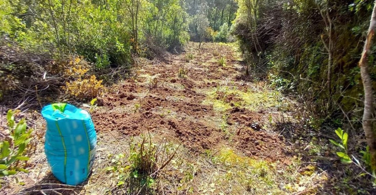 Cau una de les majors plantacions de marihuana a Querol, amb 6.136 plantes