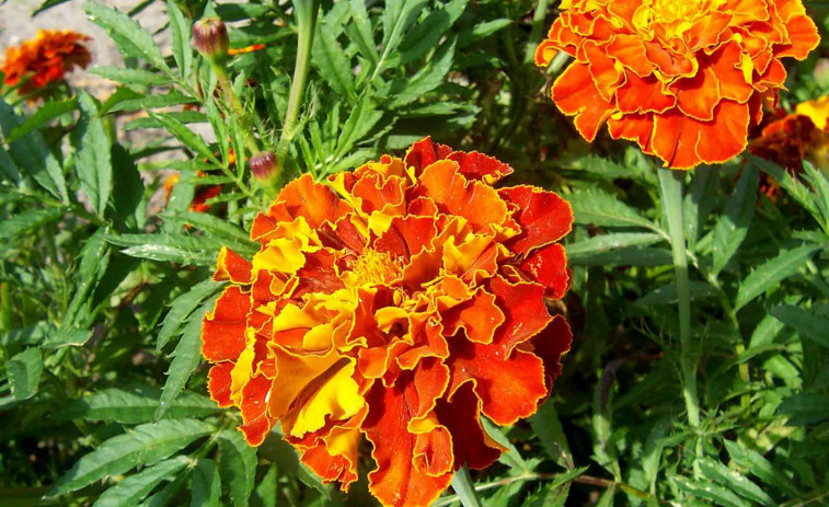 Cinc plantes que sobreviuen a l'estiu més dur: no es moren ni amb 40 graus!