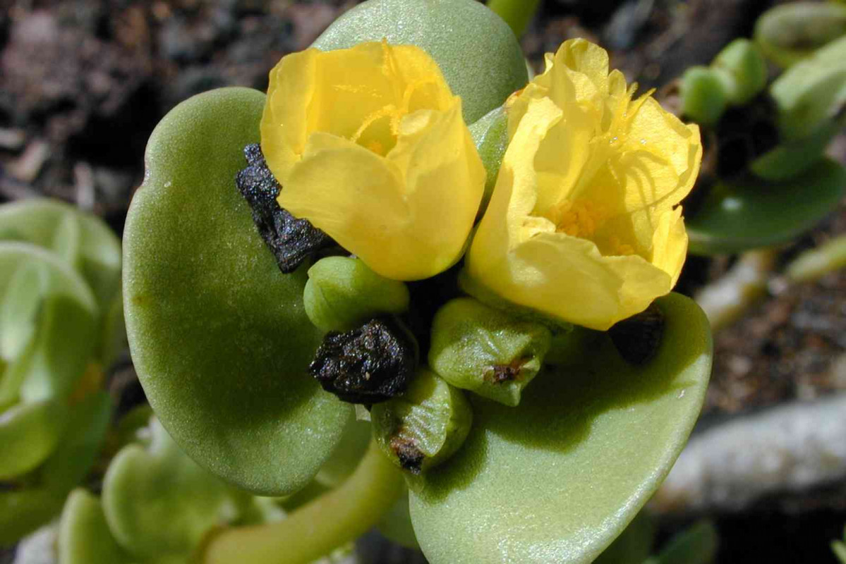 Portulaca