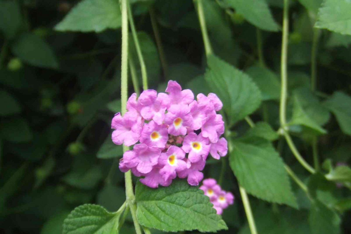 Lantana