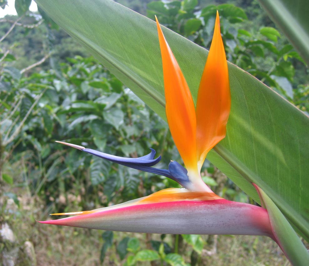 DirkvdM bananaflower