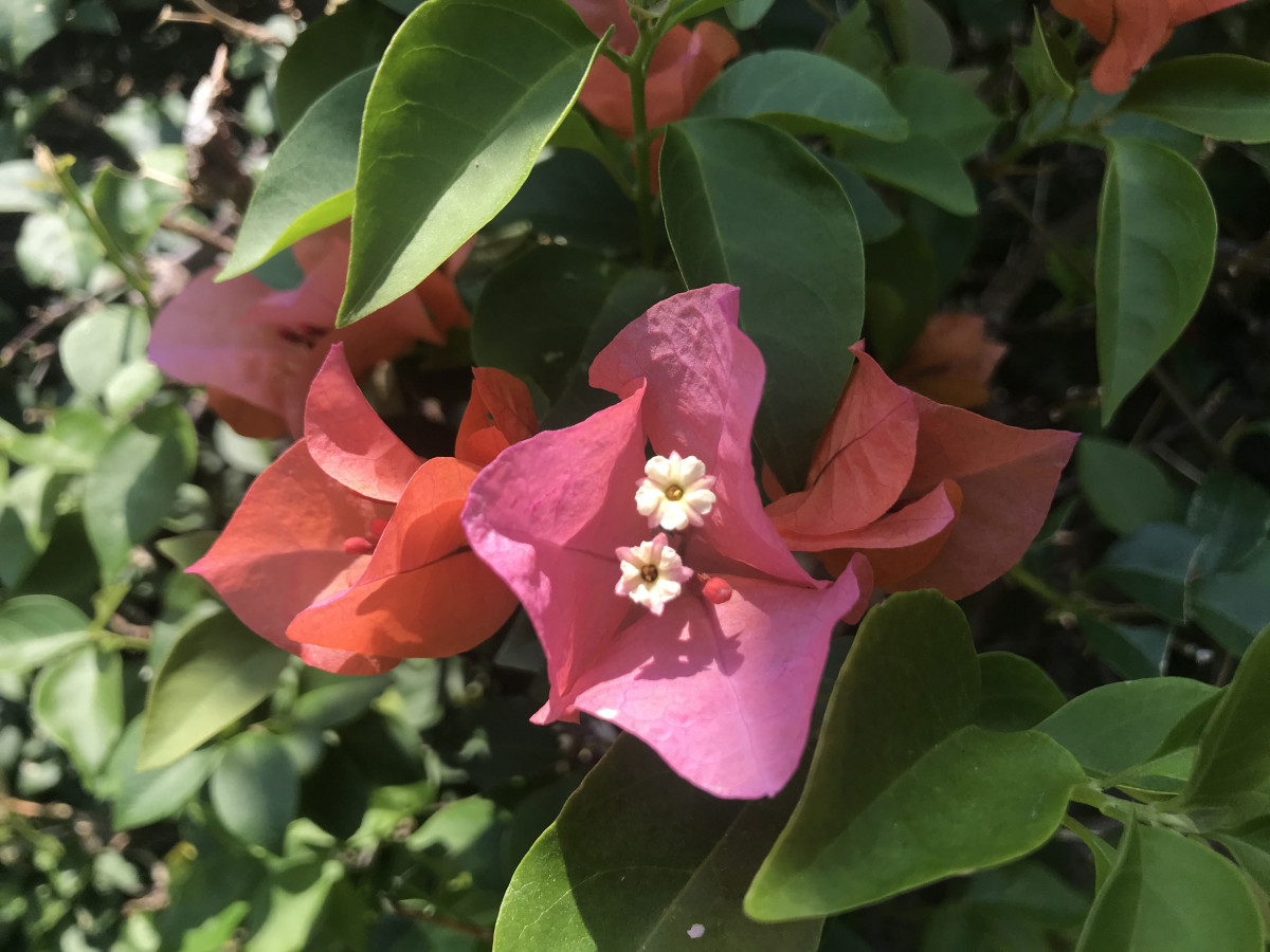 Buganvilia rosa