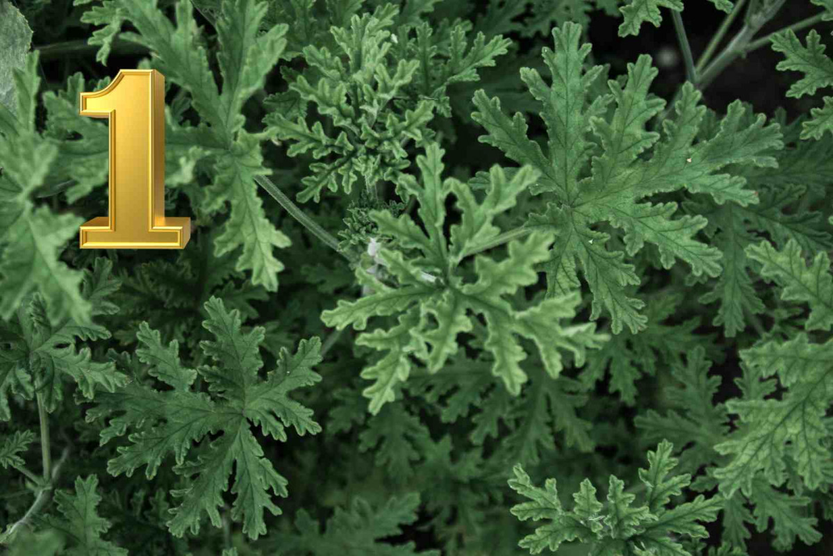 1. Citronella