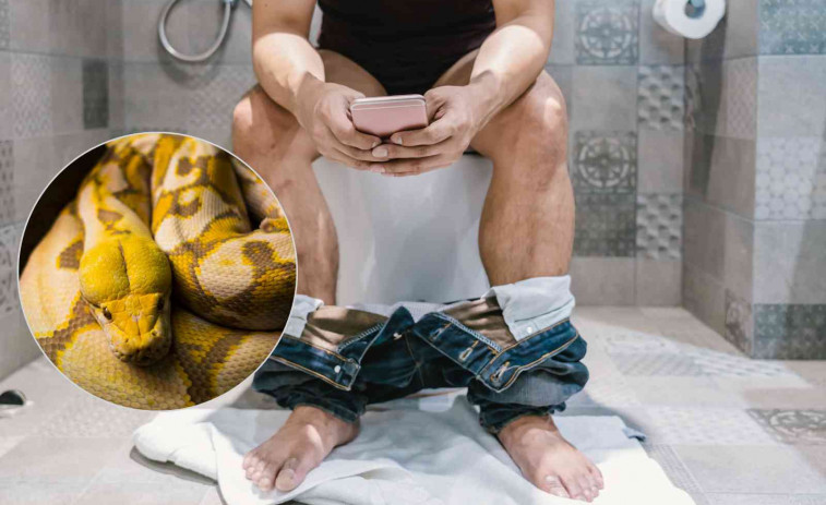 Emboscada al bany: una serp mossega el penis d'un home quan seia a la tassa del vàter
