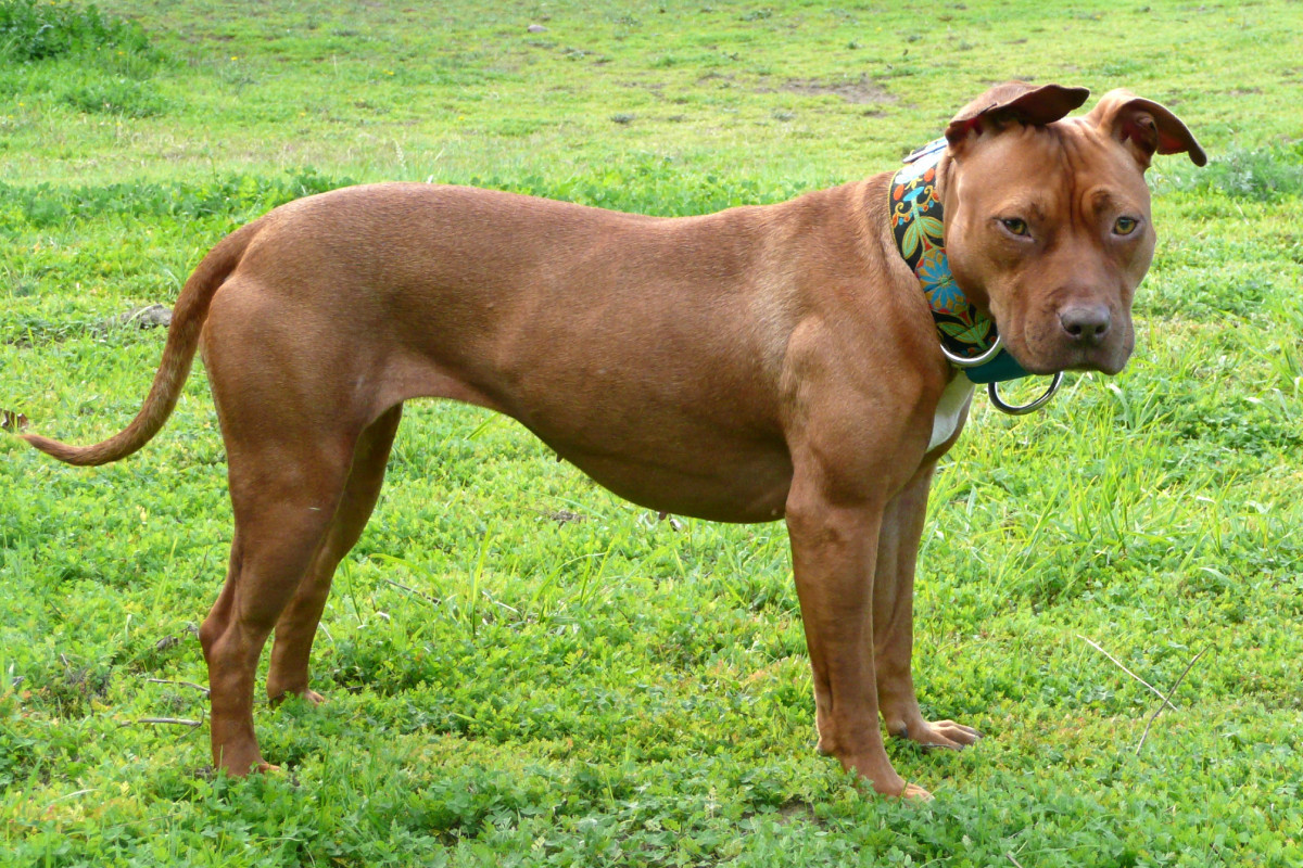 Catalunyapress pitbulltsitg