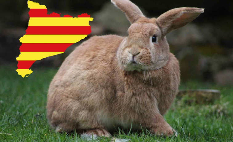 Més de 2.000 camps arrasats per conills a Lleida: el Govern llança un pla urgent