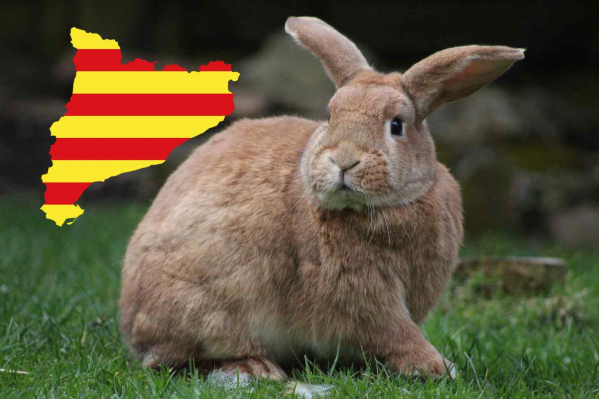 Conejo   CANVA