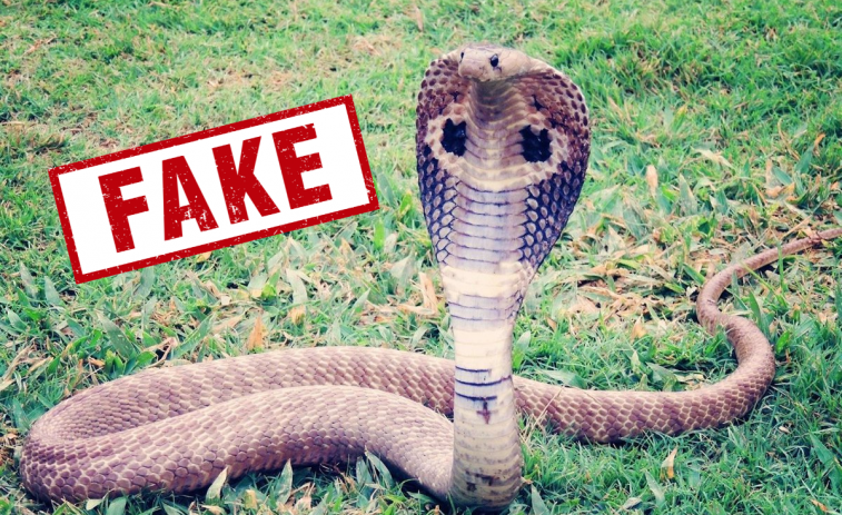 Indignació per la difusió d'una foto falsa d'una cobra a una vinya de Verdú (Urgell)