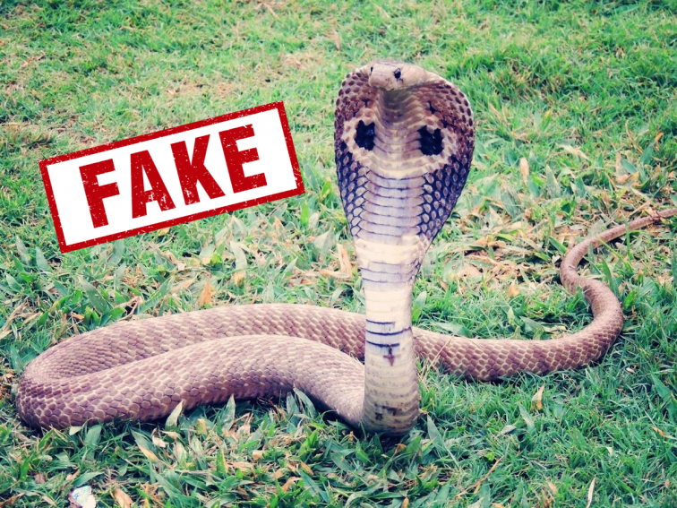 Indignació per la difusió d'una foto falsa d'una cobra a una vinya de Verdú (Urgell)