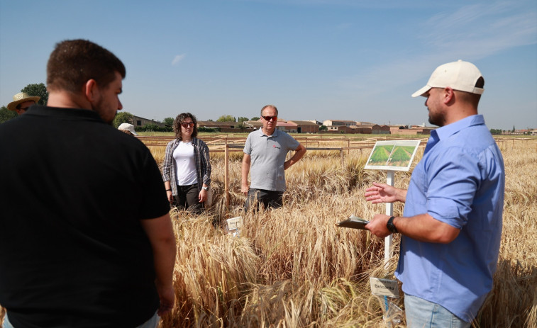 Damm impulsa un projecte per a reforçar la resiliència de l'ordi al canvi climàtic