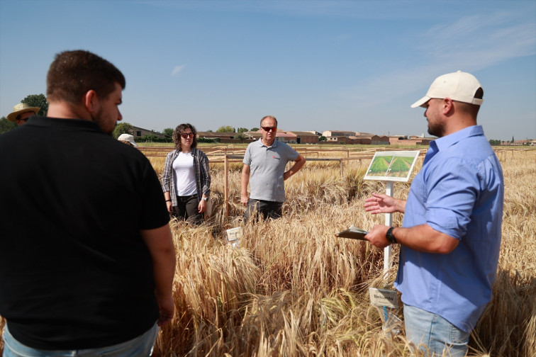Damm impulsa un projecte per a reforçar la resiliència de l'ordi al canvi climàtic