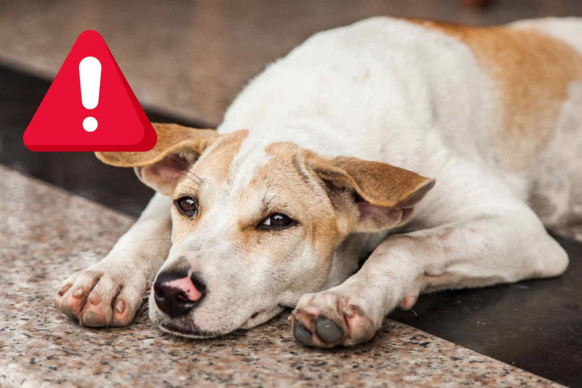 Alerta, perro (1)