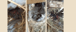 Cerca del 50% de las cajas nido para pájaros del municipio, ocupadas esta primavera