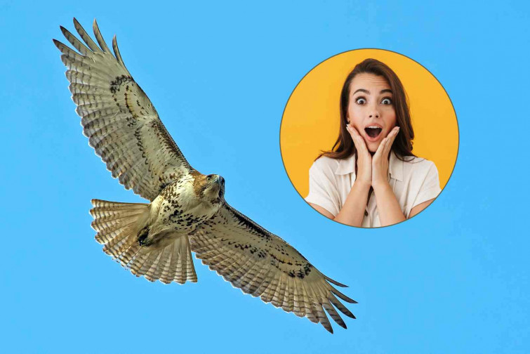 Serial entre falcons a Barcelona: infidelitats, abandonament i una “madrastra” enganyada