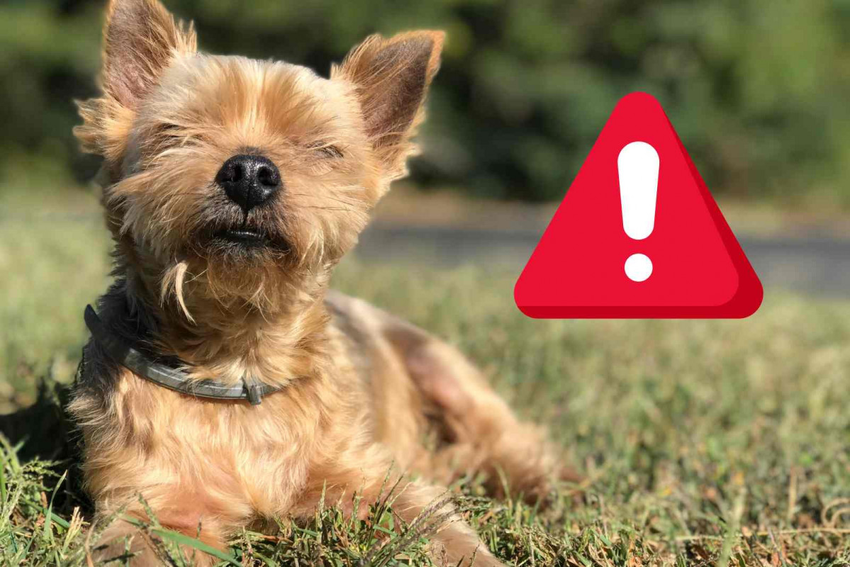 Alerta, perro (2)