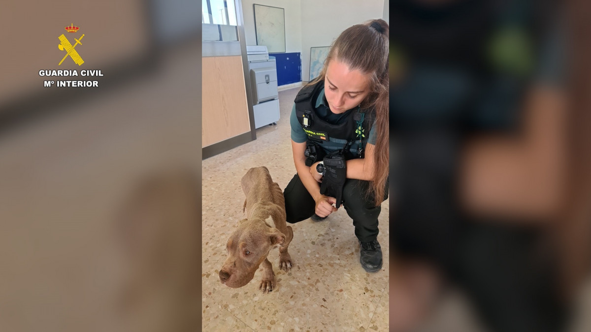 EuropaPress 6817536 agente guardia civil perro intervenido finca laldea tarragona (1)
