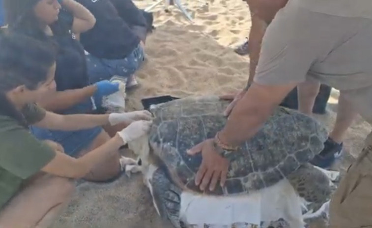 Una tortuga careta posa 101 ous a la platja de Sant Feliu de Guíxols