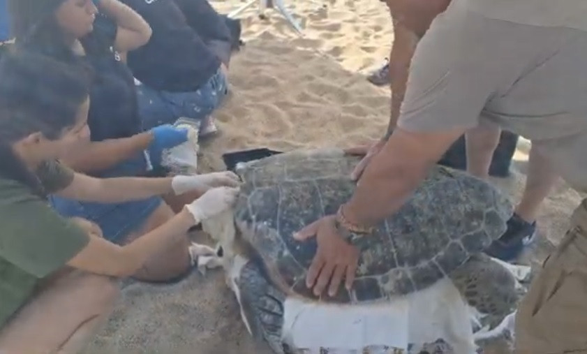 EuropaPress 6821196 imagen tortuga boba