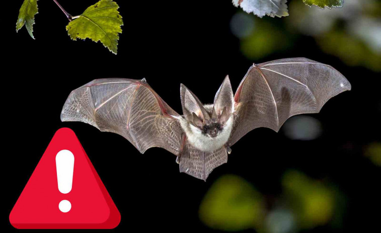 Nova pandèmia? Detecten 20 virus nous en ratpenats de la Xina prop de zones habitades