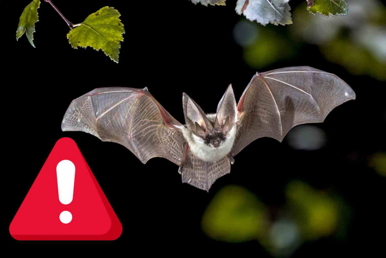 Nova pandèmia? Detecten 20 virus nous en ratpenats de la Xina prop de zones habitades