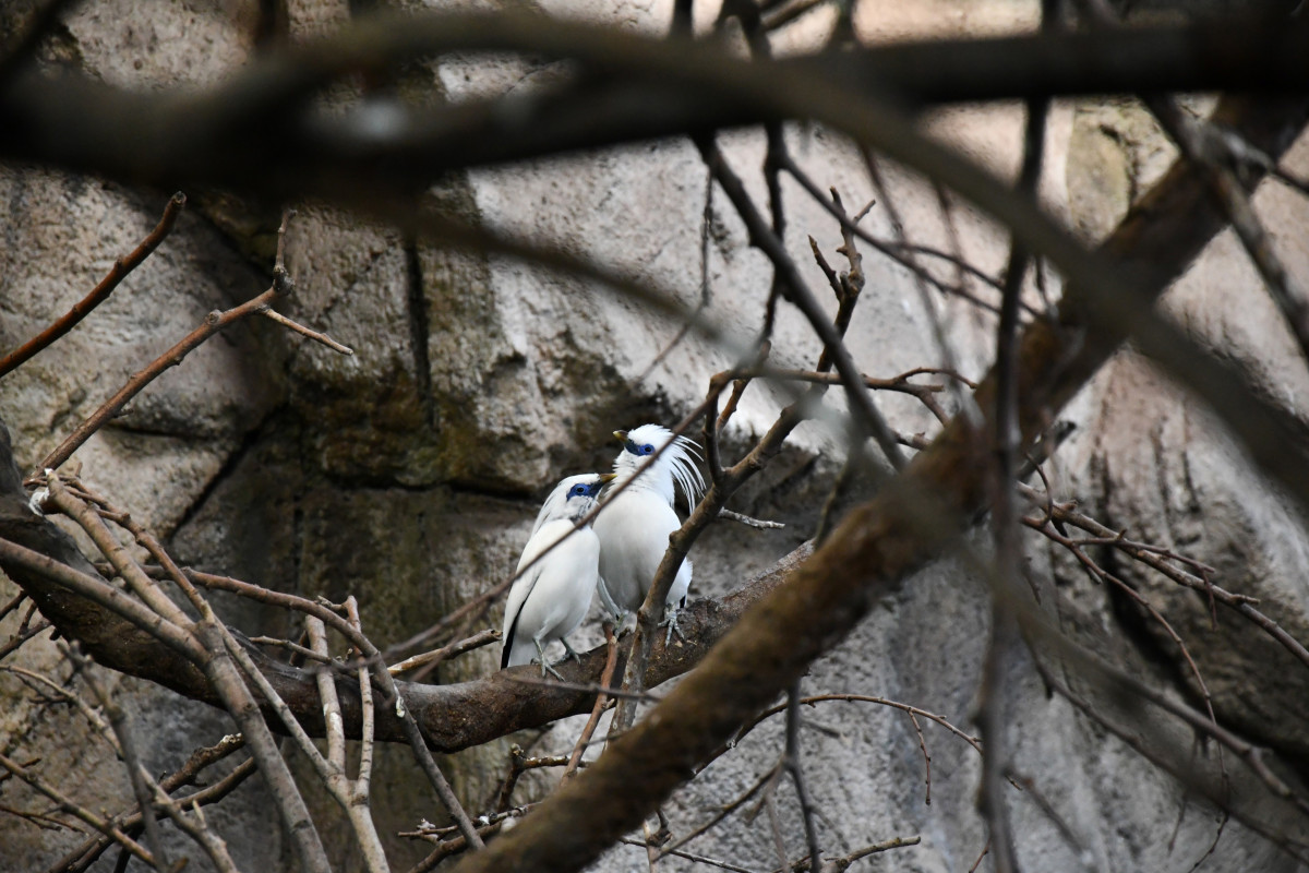 Ejemplares de mainá de Bali en el Zoo de Barcelona