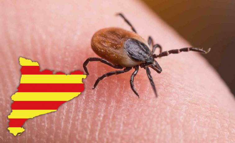 Alerta sanitària: les paparres es disparen a Catalunya i poden transmetre malalties mortals