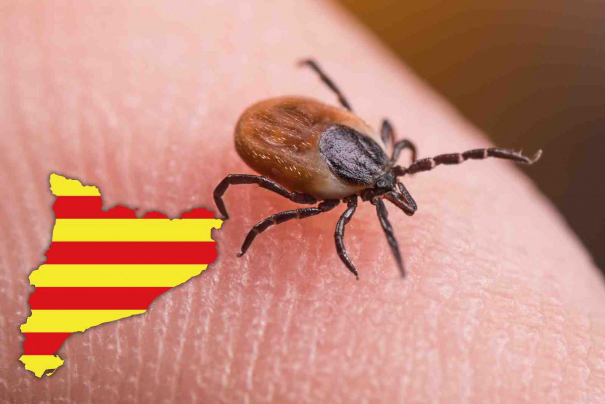Catalunya, garrapata