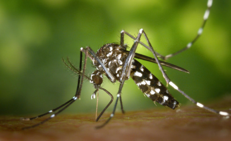 El mosquit tigre estén l'alarma a Catalunya: 743 municipis sota vigilància pel seu avanç