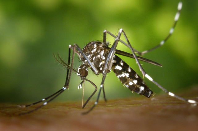 Tigermosquitomosquitoasiantigermuckesting86722
