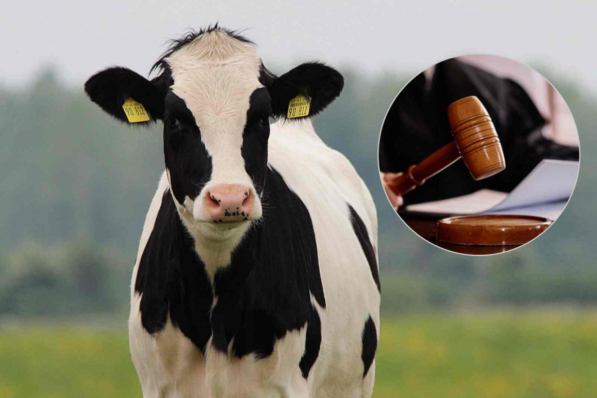 Vaca, juez   CANVA