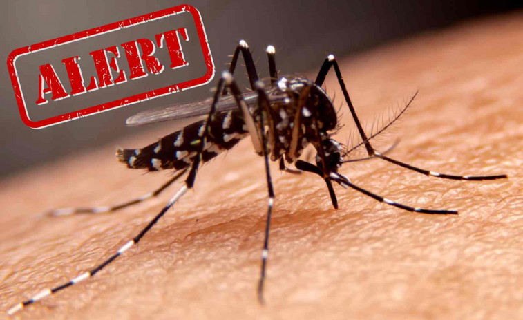 Catalunya va detectar 528 casos de dengue entre 2022 i 2024, un 2,1% autòctons