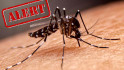 Catalunya va detectar 528 casos de dengue entre 2022 i 2024, un 2,1% autòctons