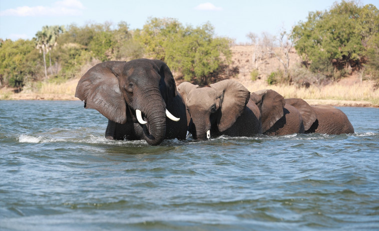 Dos turistes moren envestides per un elefant durant un safari a Zàmbia