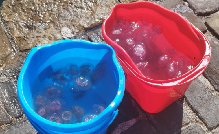 Les altes temperatures augmenten la presència de meduses en la costa aquest estiu
