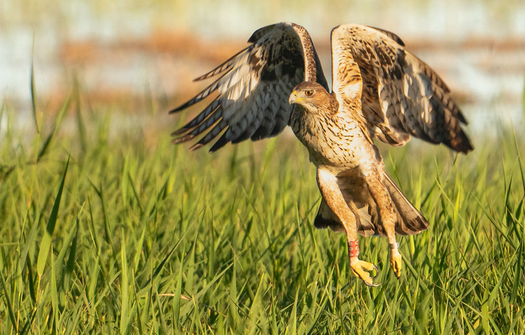Aguila