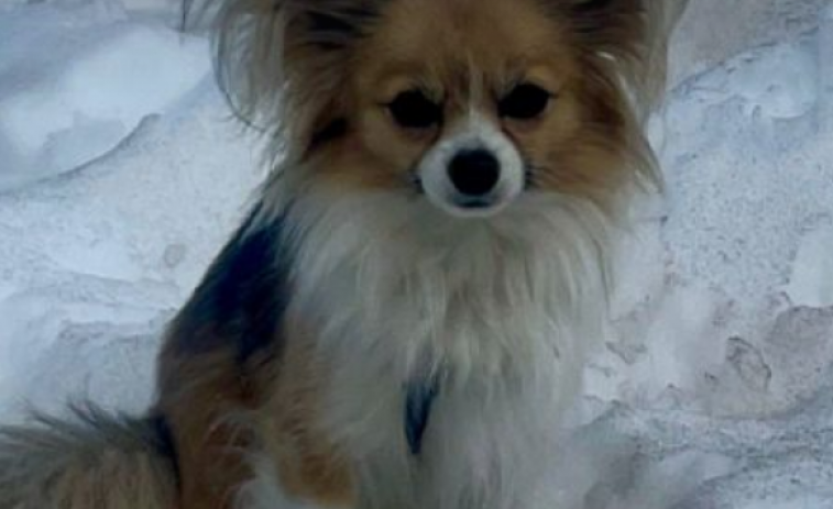 FOTOS: un chihuahua porta a terme un rescat crucial als Alps
