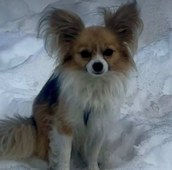 FOTOS: un chihuahua porta a terme un rescat crucial als Alps
