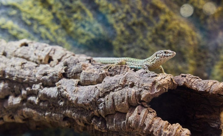 Neixen en el Zoo de Barcelona les primeres cries de sargantana pitiusa